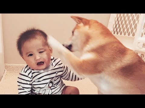 Baby and Dog are Best Friends   Funny Fails Baby Video