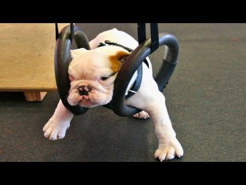 FUNNY Dogs DOING EXERCISE | Top Dog Video