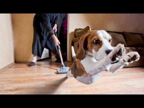 Funny moment when dog naughty with vacuum cleaner | Top Dog Video