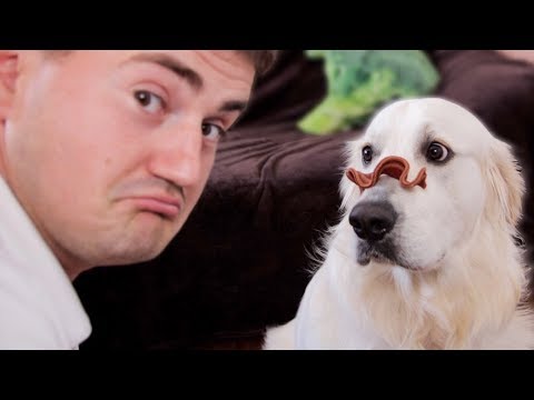 My Funny Dog Reacts to Food on His Nose – Cute Golden Retriever [CHALLENGE]