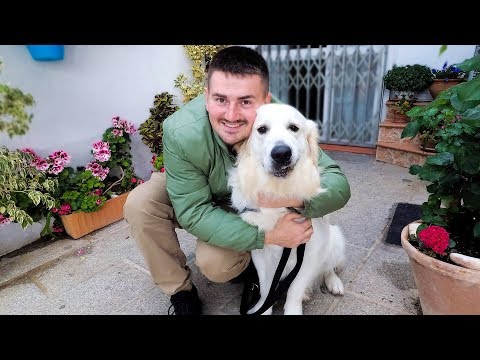 First Little Trip with My Funny Golden Retriever – Cute Dog Reacts to New Places (Spain)
