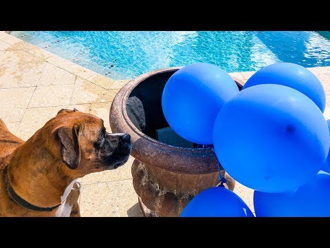 Funny Dog Videos – Funny Dogs Playing with Water Balloons Compilation (2019)