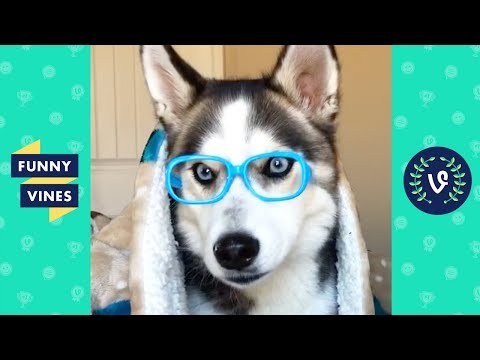 TRY NOT TO LAUGH – Cutest Animals of the Week! | Funny Videos 2019
