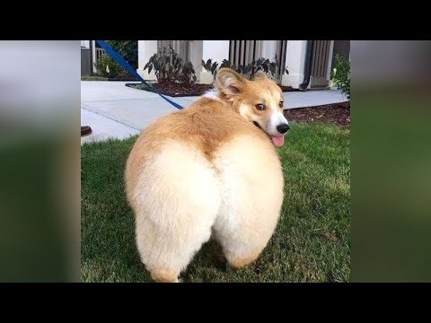 World's FUNNIEST ANIMAL VIDEOS! – I BET you will LAUGH YOUR HEAD OFF
