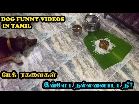 மேக் ரகளைகள் | இவ்ளோ நல்லவனாடா நீ? | Funny Dog Videos in Tamil