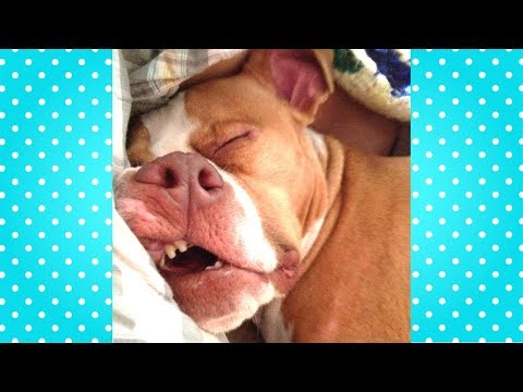 Try Not To Laugh Compilation 😹 Best Funny dogs videos 🤑 FUNNIEST ANIMAL VIDEOS 2018 🐶🐶🐶🐶