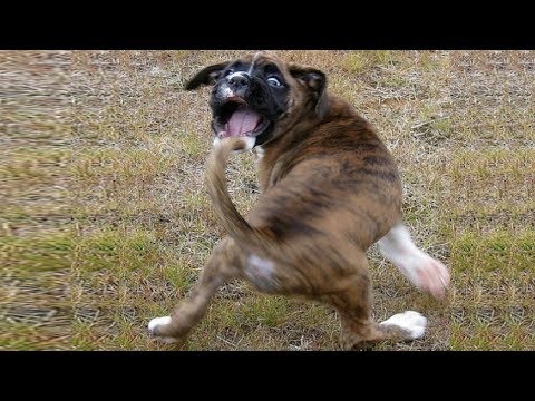 Funny Moments – Dogs Chasing Their Tails | Top Dog Video