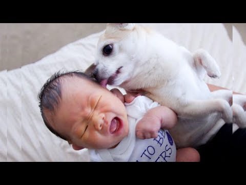 Baby and Dog Fun and Fails 👶🐶 Funny Baby Video