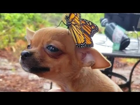 🤣 Funniest Cats 😻 and Dogs 🐶 Awesome Funny Pet Animals' Life Videos 😇