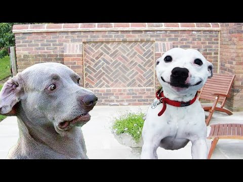 Dogs Making Funny Faces – Funny And Cute Dog Compilation