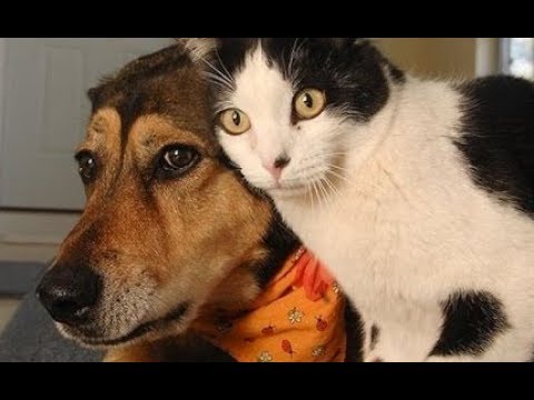 Try Not To Laugh Funny Dog And Cat Videos – Funny Dogs And Cats Compilation