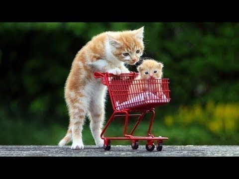 Best Funny Cat and Dog Videos Ever 2019