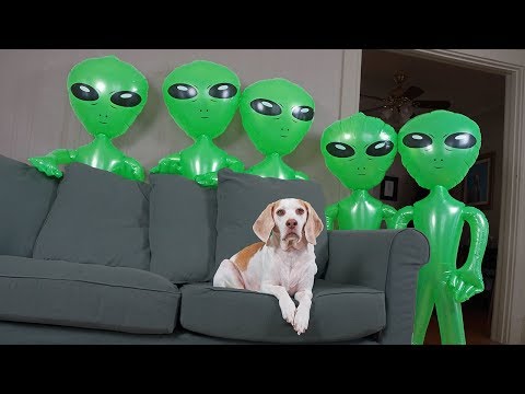 Dog Unimpressed by Alien Invasion: Funny Dog Maymo