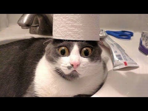 Funny and Cute Dog and Cats Videos Compilation 2019 – Try Not To Laugh 2019