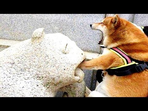 10 Minutes of Funny Dogs Part 2 ★ Funny And Fails Videos