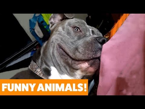 Adorable Pets You'll Just Fall In Love With! Funny Pet Videos 2019