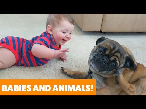Adorable Dogs, Cats and Babies Playing | Funny Pet Videos 2019