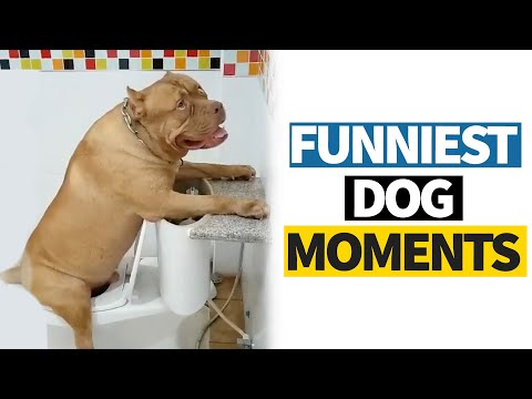 Hilarious Dog Viral Videos | Ultimate Dog Compilation 2019