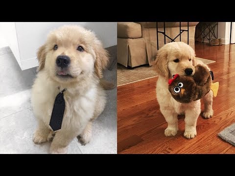 Funny And Cute Golden Retriever Puppies Compilation #2 | Cute dog videos