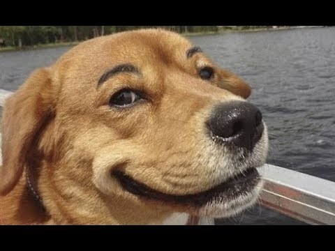 Funny Dog Fails Try Not To Laugh Or Grin – Funny Dogs Barking Videos