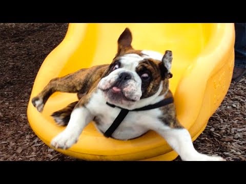 FUNNIEST DOG FAILS on SLIDE Compilation | Top Dog Video