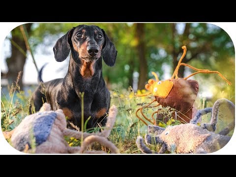 Funny ticks tips! Dachshund dog video!