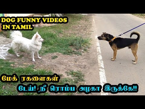 மேக் ரகளைகள்  | டேய் ! நீ ரொம்ப அழகா இருக்கே !! | Funny Dog Videos in Tamil – Mac(k) Videos
