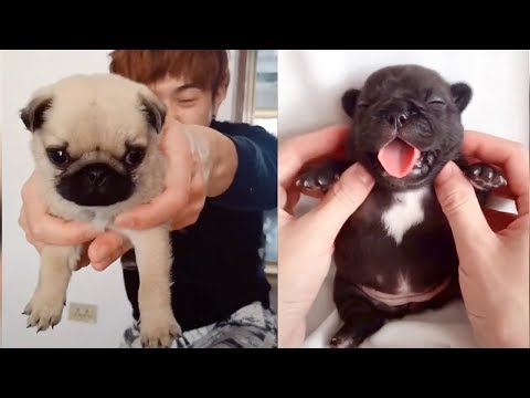 Baby Dogs – Cute and Funny Dog Videos Compilation (2019)