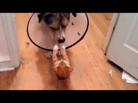 Most UNIQUE and UNEXPECTED CAT & DOG moments! So FUNNY you'll DIE LAUGHING!