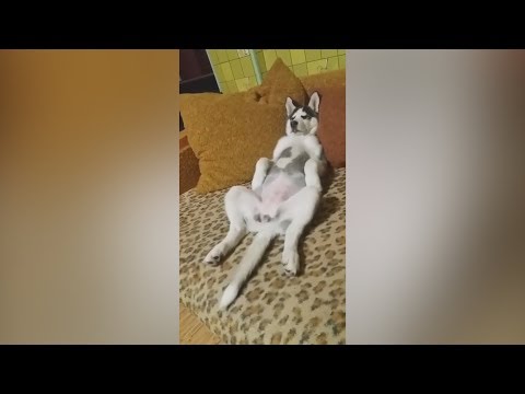 WILL you SURVIVE these FUNNY CAT and DOG videos? – MUST WATCH if you want a good laugh
