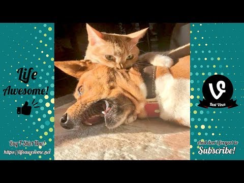 TRY NOT TO LAUGH – Cute and Funny Dog Videos Compilation 2019 | Life Awesome