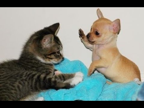 Funny dog and cats videos –  Try not to laugh dog annoying Cat compilation