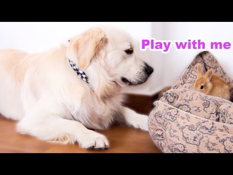 Funny Dog Trying to Play with a Cute Rabbit