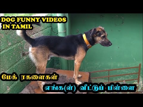 மேக் ரகளைகள் | எங்க(ள்) வீட்டுப் பிள்ளை | Dogs funny videos in Tamil