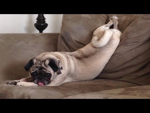 Funniest and Cutest Pug Dog Videos Compilation 2017 #3