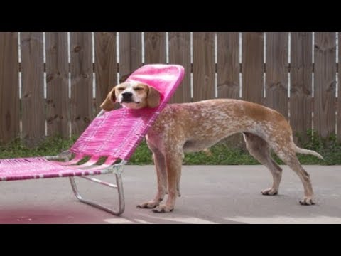 Funny CLUMSY DOGS Compilation – Funniest Dogs Video 2019