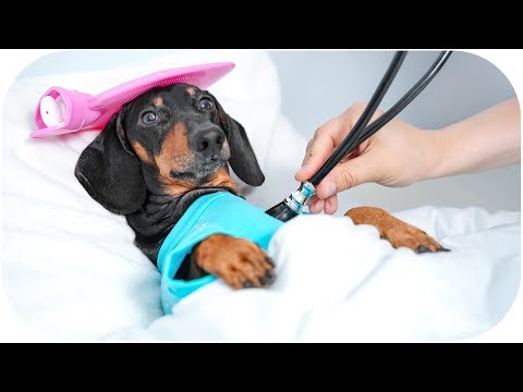 Don't trust cute dachshund eyes vol.5! Funny dog video!