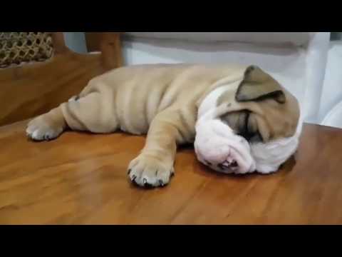 Cutest Dogs Doing Funny Things – Funny Dog's Life Videos | Puppies TV