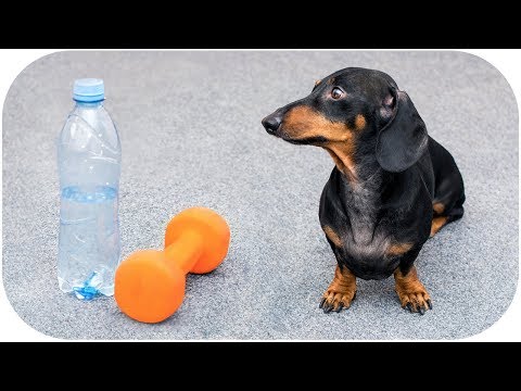 Always in fit shape! Funny dachshsund dog video!