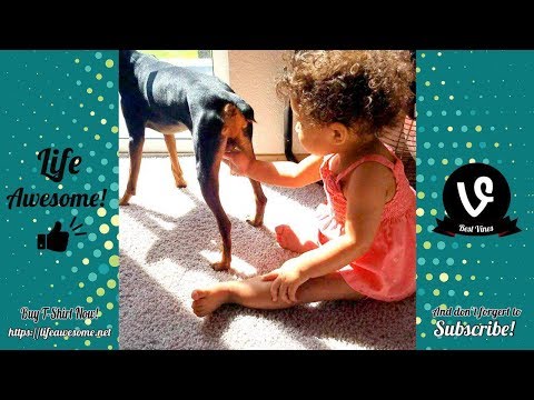 TRY NOT TO LAUGH – Funny Animals Compilation 2019 😂 Funniest Animals Ever 🤣