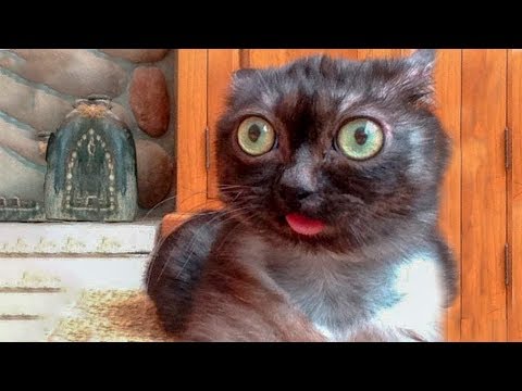 😁 Funniest 🐶 Dogs and 😻 Cats   Awesome Funny Pet Animals' Life Videos 😇