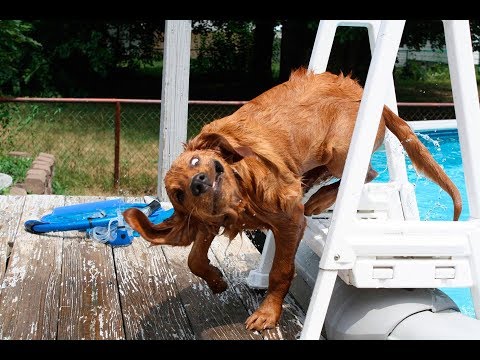 TRY NOT TO LAUGH OR GRIN with Funny Dog Videos || New HD