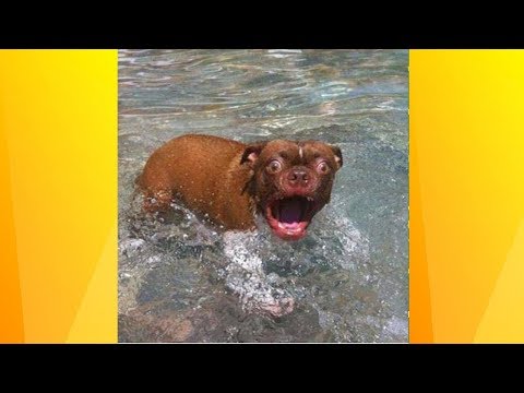 Highlights of funny dogs 2019 – Funny Dog Compilation