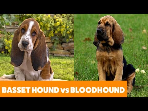 Basset Hound vs Bloodhound – Dog Guide | Funny Pet Videos