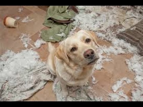 Funny Guilty Dogs Compilation Funniest Dog Videos