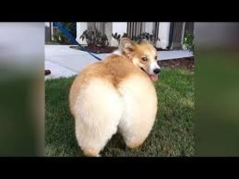 Funny And Cute Dogs Videos compilation – Try Not To Laugh 2019