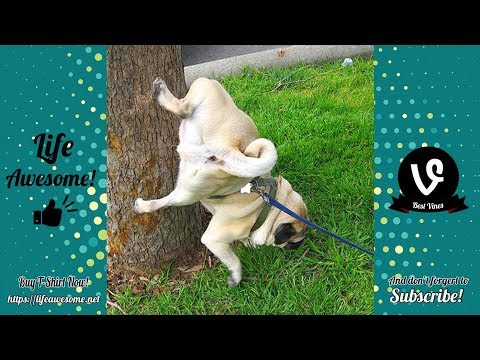 TRY NOT TO LAUGH – Funny Animals Compilation 2019 – Cats and Dogs Time 🤣🤣