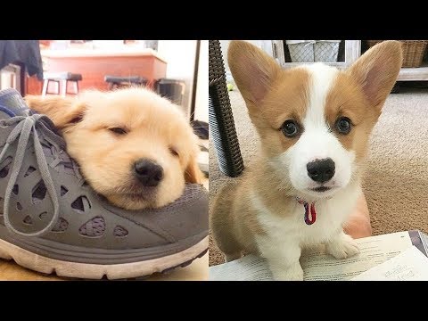 Cutest Baby Dogs Ever – Cute And Funny Dog Videos Compilation 2019 | Puppies TV