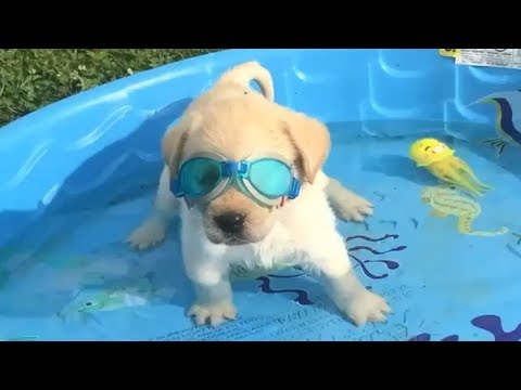 Retrievers Make It Better – Funny Puppy Videos 2018