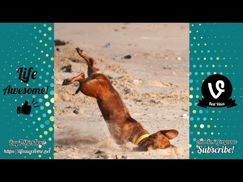 Dogs and Cat Funny Moments | Funny Animals Compilation 2019 🤣 TRY NOT TO LAUGH 🤣